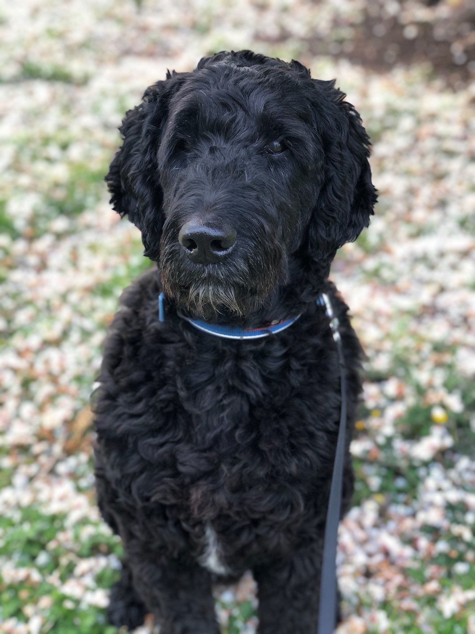 Pintar por numeros personalizado