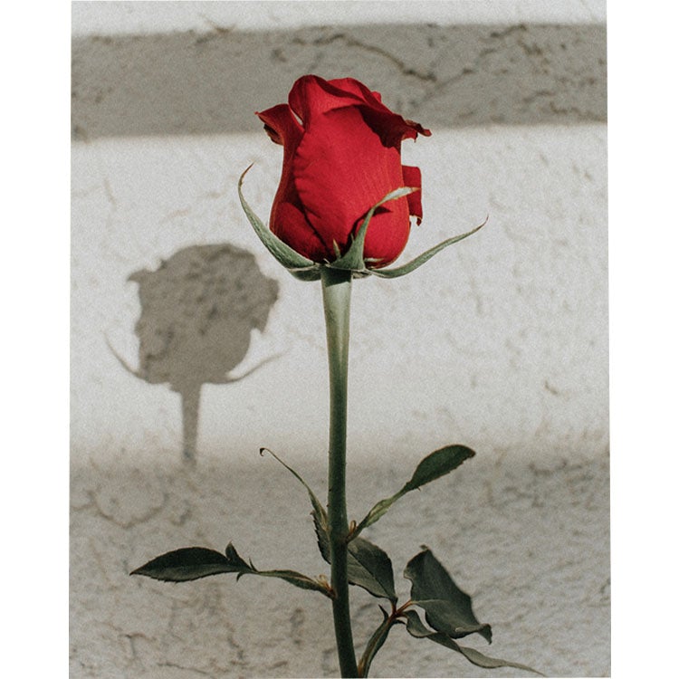 Flor Solitaria