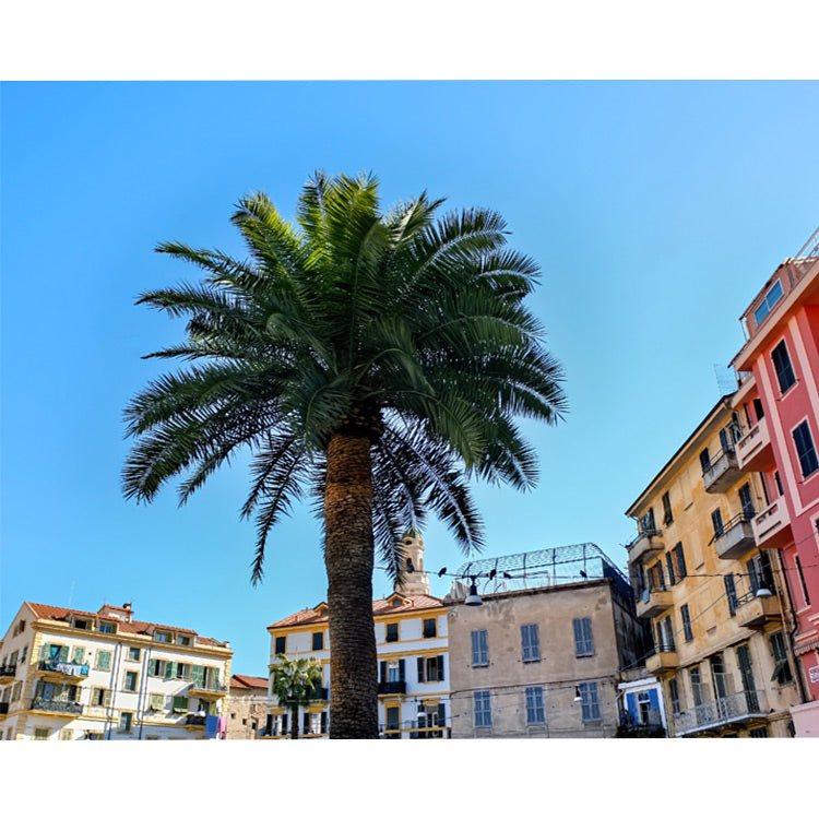 Palmera en Italia