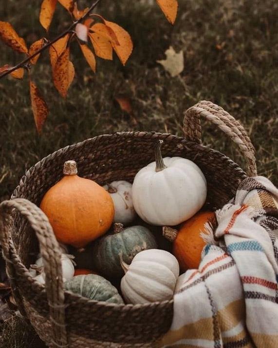Cosecha de Calabaza - Hola Hobby