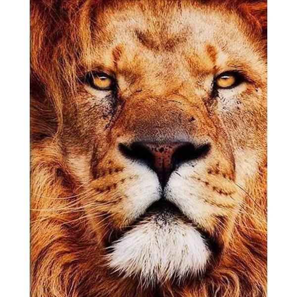 Magnífico León - Hola Hobby