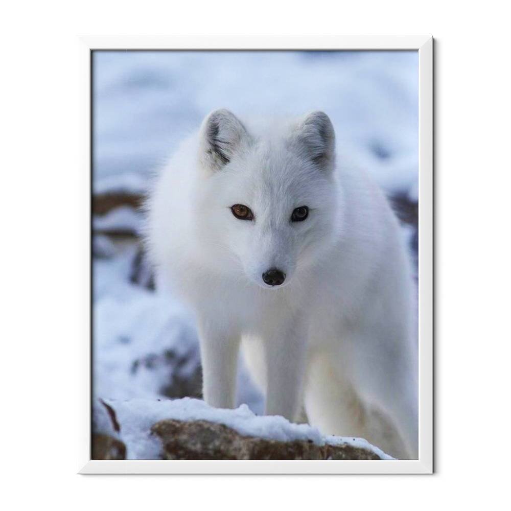 Zorro blanco - Hola Hobby