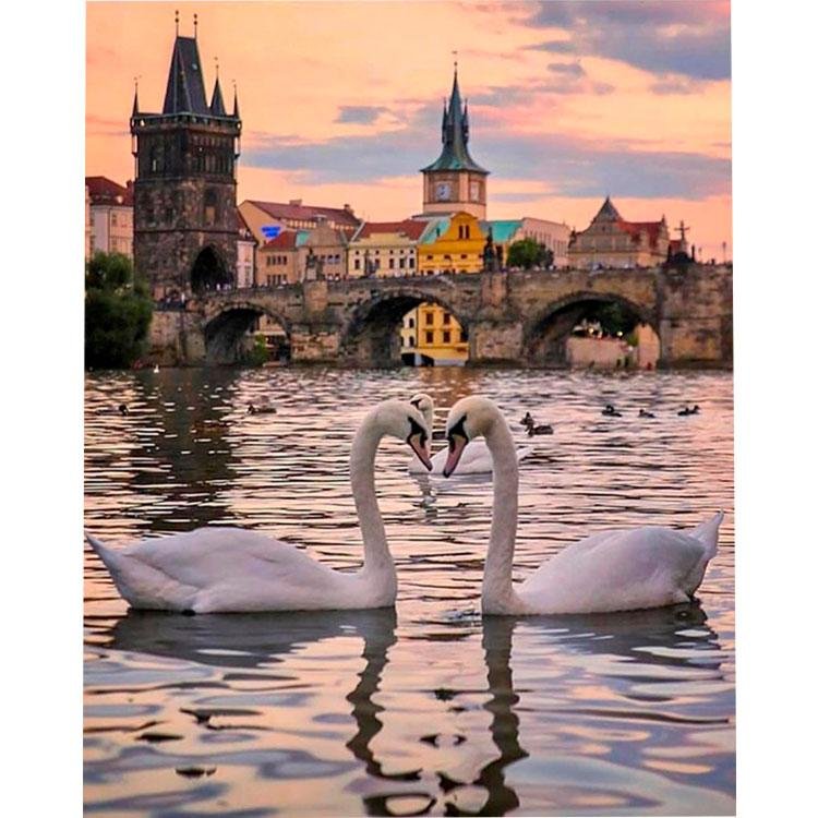 cisnes en Praga - Hola Hobby