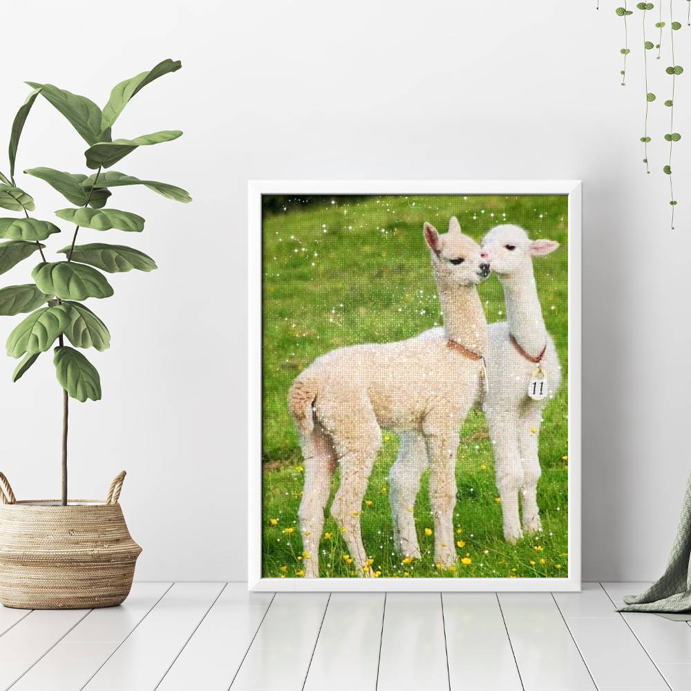 Cute Baby Llamas - Hola Hobby