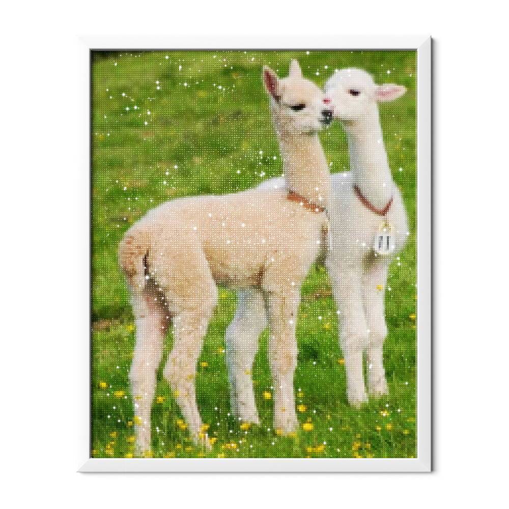 Cute Baby Llamas - Hola Hobby