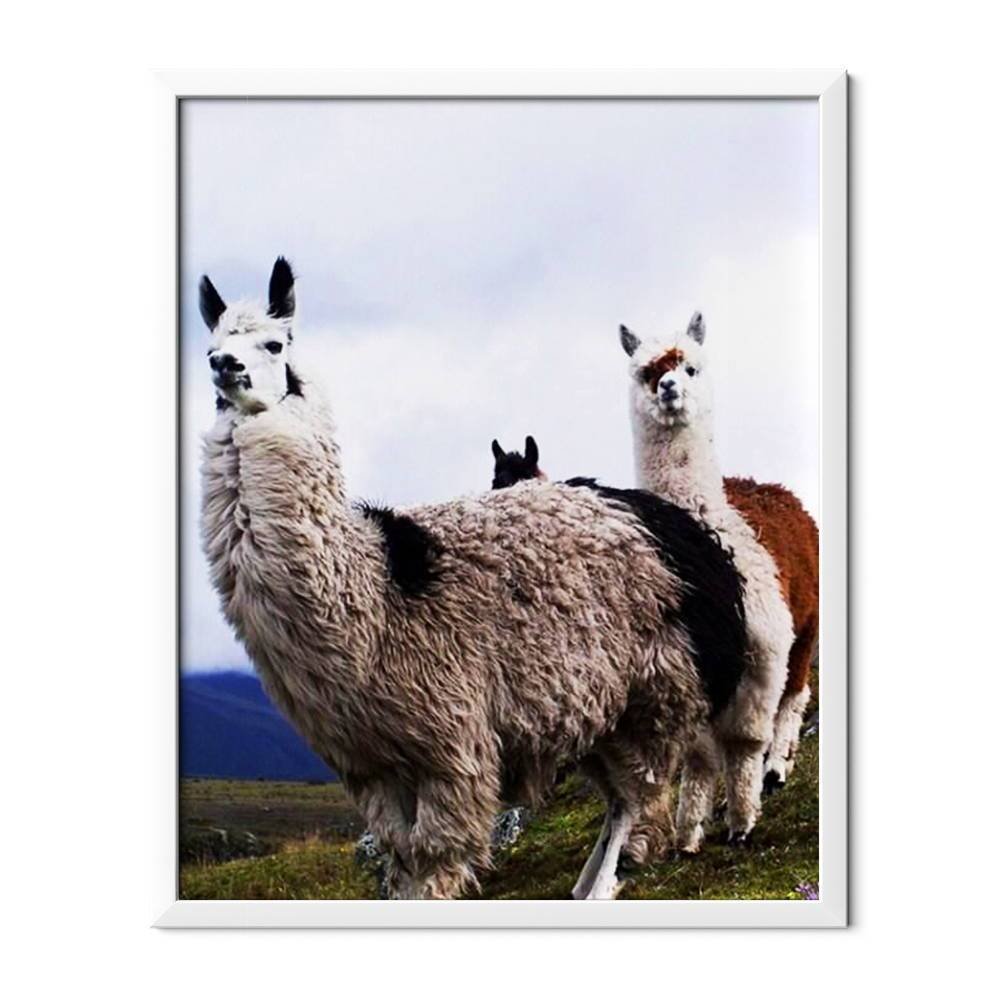 Llamas - Hola Hobby