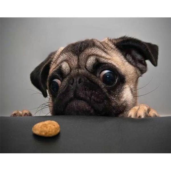 Perro con galletas - Hola Hobby